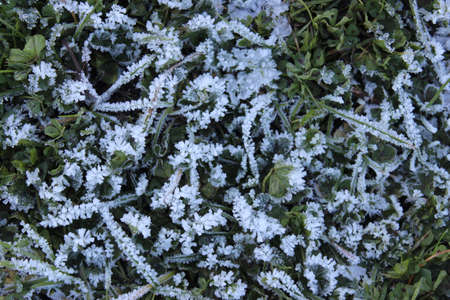 Plants and Leaves edged with Ice Crystals during Freezing Weather in UK.の写真素材