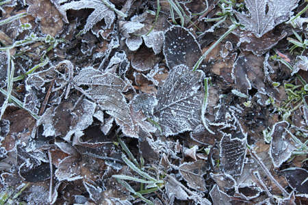 Plants and Leaves edged with Ice Crystals during Freezing Weather in UK.の写真素材