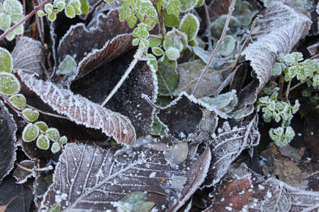 Plants and Leaves edged with Ice Crystals during Freezing Weather in UK.の写真素材