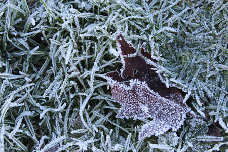 Plants and Leaves edged with Ice Crystals during Freezing Weather in UK.の写真素材