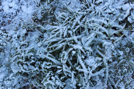 Plants and Leaves edged with Ice Crystals during Freezing Weather in UK.の写真素材
