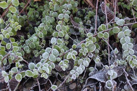 Plants and Leaves edged with Ice Crystals during Freezing Weather in UK.の写真素材