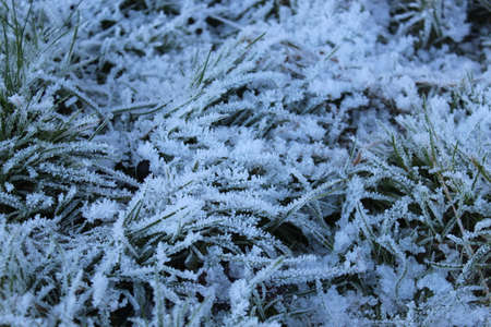 Amazing Ice Crystals on Grass Seen under the Subdued Light of Winter.の写真素材