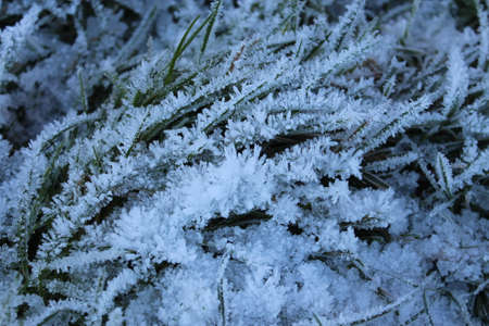Amazing Ice Crystals on Grass Seen under the Subdued Light of Winter.の写真素材