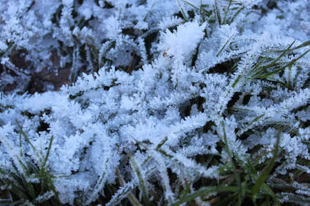 Amazing Ice Crystals on Grass Seen under the Subdued Light of Winter.の写真素材
