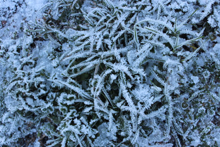 Amazing Ice Crystals on Grass Seen under the Subdued Light of Winter.の写真素材