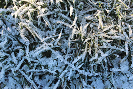Amazing Ice Crystals on Grass Seen under the Subdued Light of Winter.の写真素材
