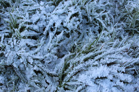 Amazing Ice Crystals on Grass Seen under the Subdued Light of Winter.の写真素材