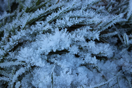 Amazing Ice Crystals on Grass Seen under the Subdued Light of Winter.の写真素材