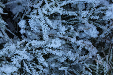 Amazing Ice Crystals on Grass Seen under the Subdued Light of Winter.の写真素材