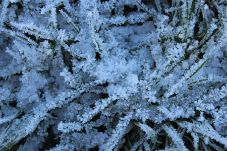 Amazing Ice Crystals on Grass Seen under the Subdued Light of Winter.の写真素材
