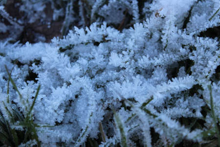 Amazing Ice Crystals on Grass Seen under the Subdued Light of Winter.の写真素材