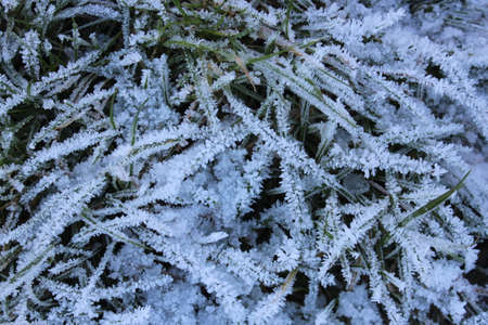 Amazing Ice Crystals on Grass Seen under the Subdued Light of Winter.の写真素材