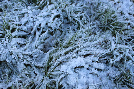Amazing Ice Crystals on Grass Seen under the Subdued Light of Winter.の写真素材