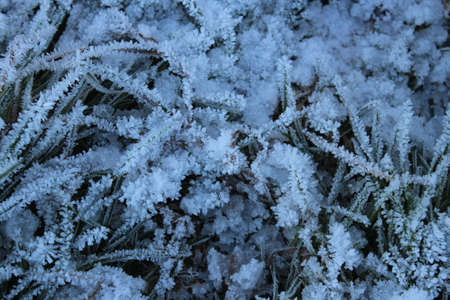Amazing Ice Crystals on Grass Seen under the Subdued Light of Winter.の写真素材