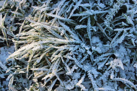 Amazing Ice Crystals on Grass Seen under the Subdued Light of Winter.の写真素材