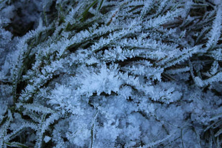 Amazing Ice Crystals on Grass Seen under the Subdued Light of Winter.の写真素材