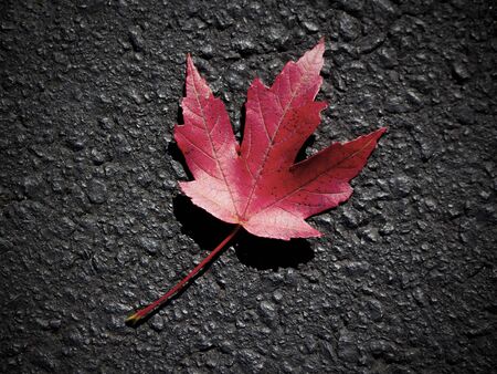Re maple leaf on asphaltの写真素材