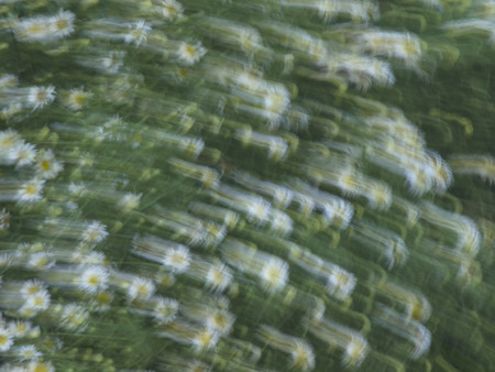 Flowers blurred by wind in time exposureの写真素材