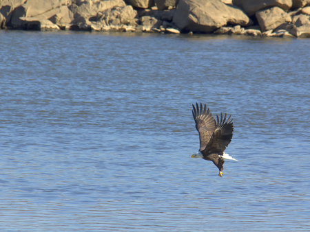 Adult bald eagle fishing on river