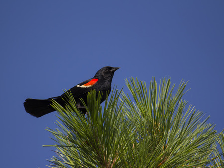 Red-winged blackbird perches atop pine treeの写真素材
