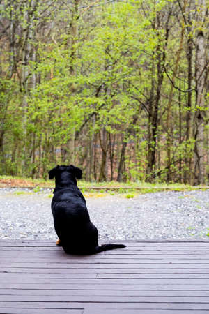 Small dog sits on porch outside looking at spring growth on treesの写真素材