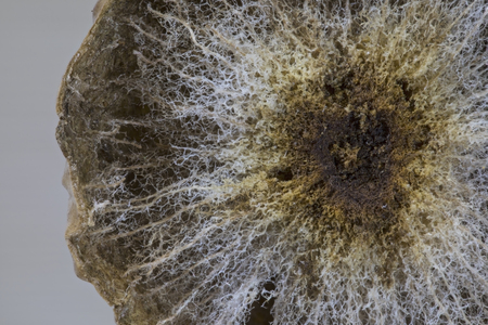 Interior closeup of oak gall, showing filaments