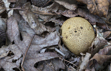 Decaying leaves, acorns and mushroom on forest floor