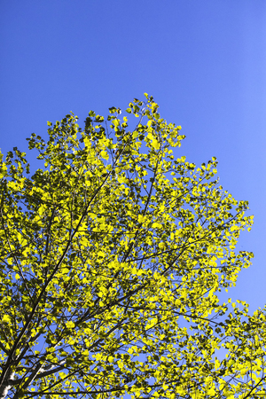 Looking up at tree and leaves against a clear blue fall sky.