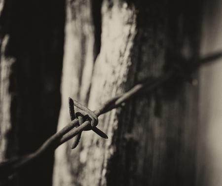 Rusted barbed wire strung on posts at edge of woods, in monochrome.の写真素材