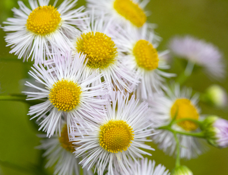 Closeup of a bunch of delicate yellow and white wildflowers.の写真素材
