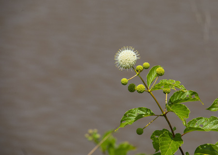 A button bush, Cephalanthus occidentalis, blooms at the water's edge at Blackwater NWR in Maryland.の写真素材