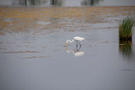 A great egret feeds in shallow marsh water at Blackwater National Wildlife Refuge near Church Creek, Maryland.の写真素材