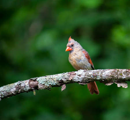 Female cardinal bird perches on an apple tree limb.の写真素材