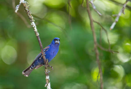Mature male blue grosbeak perched on small limb of apple tree.の写真素材