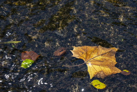 Fallen leaves and river grasses are seen beneath the rippling surface of the Roaring River in North Carolina.の写真素材