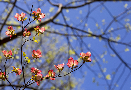 Pink dogwood blooms illuminated in the North Carolina woods.