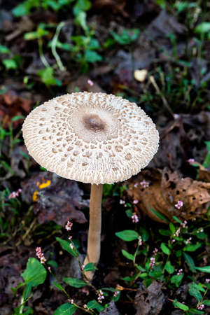 Shaggy parasol mushroom grows from the forest floor.の写真素材