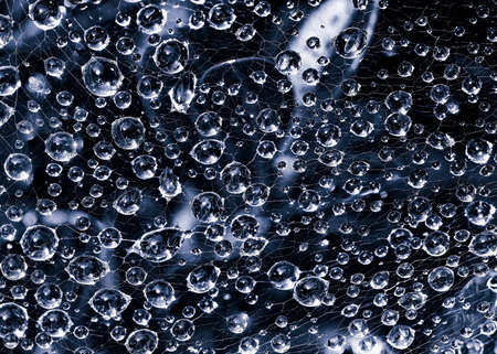 Close-up horizontal cyanotype of spider web on bush with jewel-like dew drops clinging to the...
