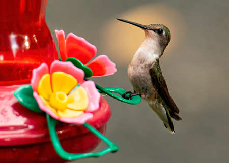 Female ruby throated hummingbird perches on a nectar feeder.の写真素材