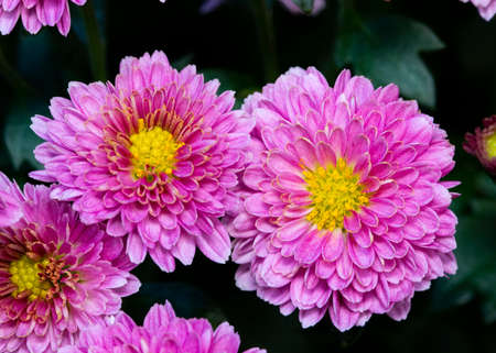 Closeup of pink Chrysanthemum blooms.