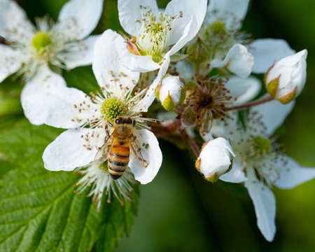 Bee collects nectar from a white flower on a berry bush.の写真素材
