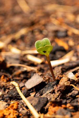 Garden plant just sprouted.の写真素材
