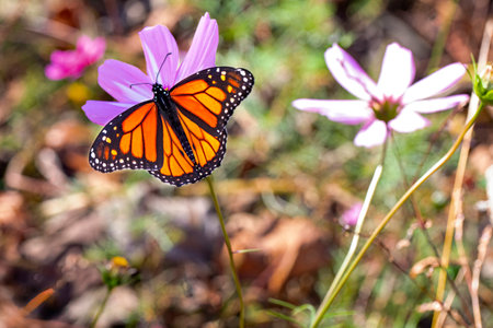 Monarch butterfly feeds at a flower.の写真素材