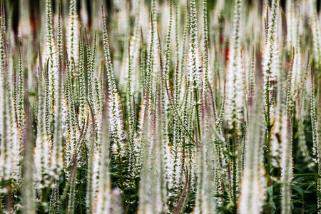 Flowers from the Plant Beds attraction atKew Gardens near London,  U.K.の写真素材