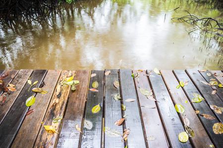 Wood bridge in mangrove forest, Rayongの写真素材