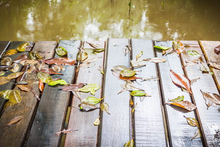 Wood bridge in mangrove forest, Rayongの写真素材