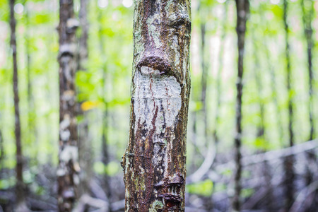 Trunk of mangroveの写真素材