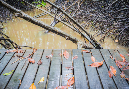 Wood bridge in mangrove forest, Rayongの写真素材