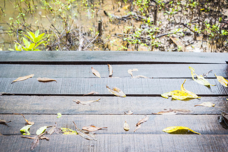 Wood bridge in mangrove forest, Rayongの写真素材